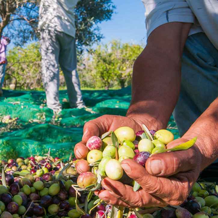 raccolta olive azienda agricola zappa